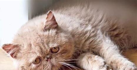 猫的消化不太好，猫总吐没消化的粮
