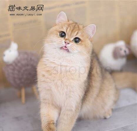 猫怎么养才好看图片