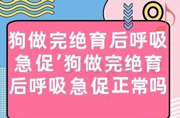 两只公猫怎么养