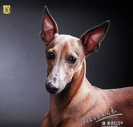 灵缇幼犬怎么养