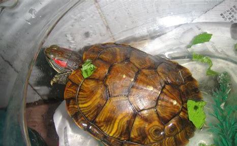 大鱼缸怎么养乌龟