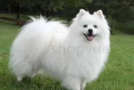 爱斯基摩犬怎么养