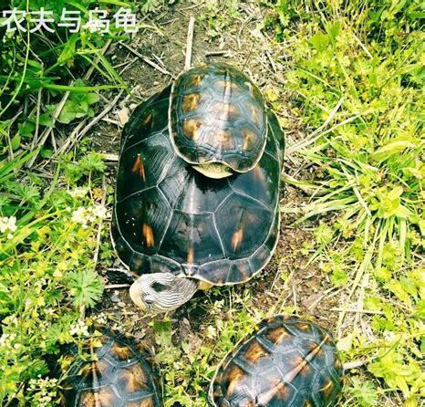 养珍珠龟怎么喂食最好