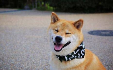 柴犬怎么样养 柴犬怎么样养