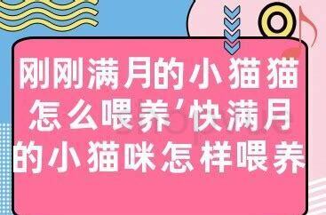 快满月的小猫怎么养好