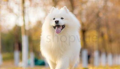 日本人怎么养柴犬的视频