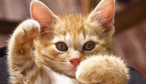 没满月小猫咪怎么养好