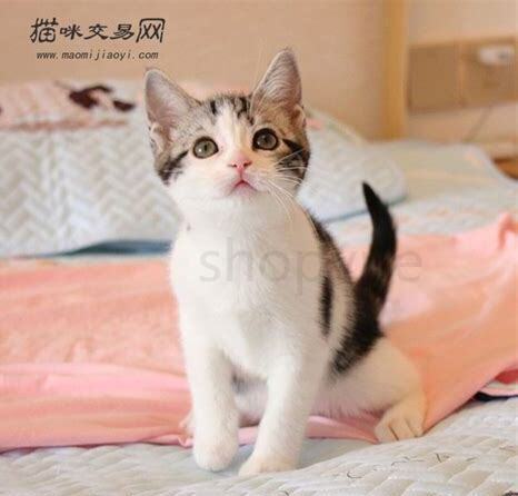 两只公猫怎么养一只母猫
