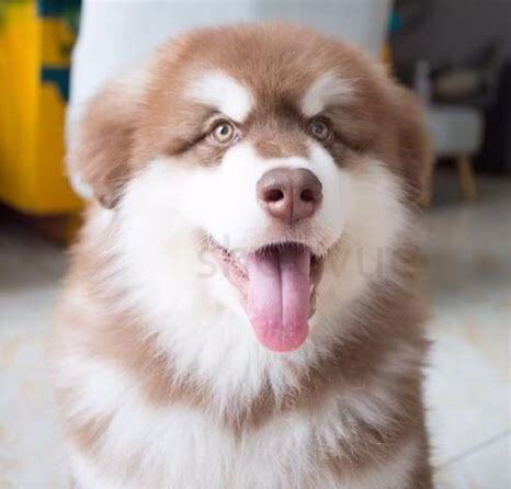 怎么样才能养好狗 怎么样才能养好狗