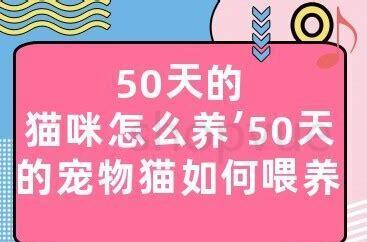 20天的猫咪怎么养