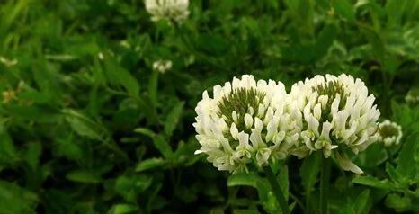 什么是白花三叶草,带你了解白花三叶草的习性与购买注意事项等