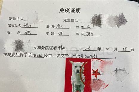 小型犬是否需要办理狗证,小型犬要不要办狗证