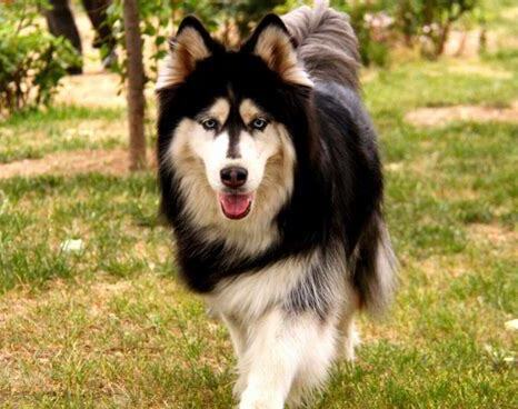 阿拉斯加成犬怎么养