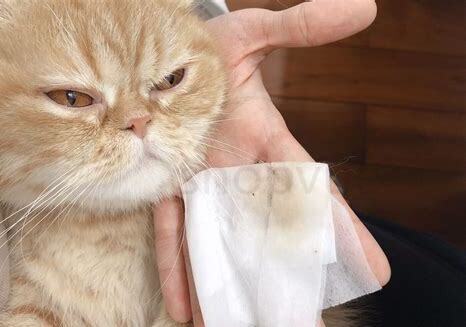 猫眼屎多红褐色是什么情况，英短猫咪流泪眼屎多红褐色