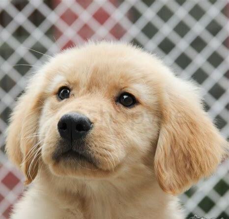 金毛幼犬怎么养好