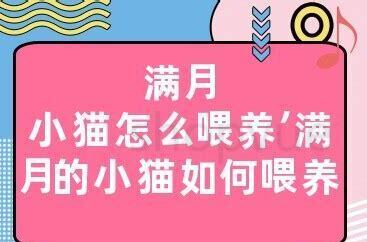 快满月的小猫怎么养