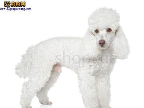 白色贵宾犬怎么养