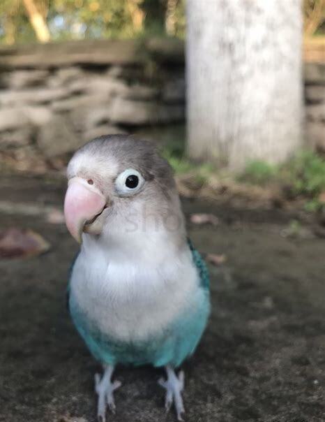 小牡丹鹦鹉怎么养