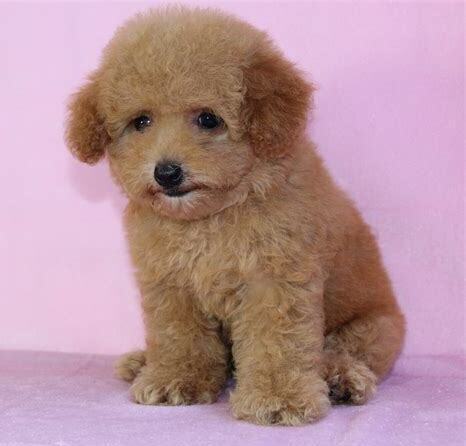 泰迪小幼犬怎么养比较好