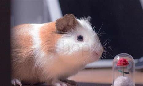 宠物荷兰猪怎么养 宠物荷兰猪怎么养