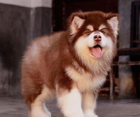 阿拉斯加成犬怎么养好