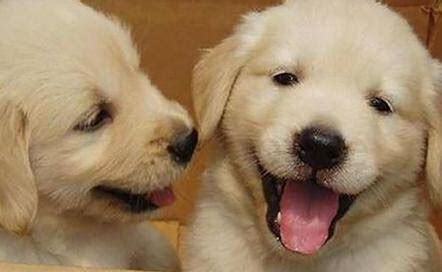 拉不拉多幼犬怎么养 拉不拉多幼犬怎么养