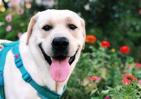 拉不拉多幼犬怎么养比较好 拉不拉多幼犬怎么养比较好