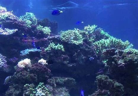 海水鱼缸怎么养