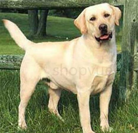 多布拉多犬怎么养的