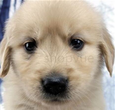 金毛犬40天怎么养活