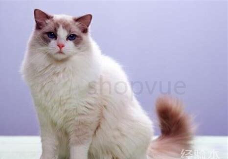 怎么养好布偶猫