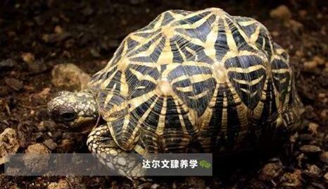 印度星龟怎么养 印度星龟怎么养
