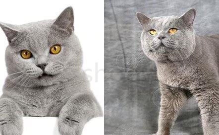 蓝猫性格和特点,蓝猫性格怎么样