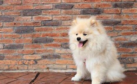 三个月博美怎么养