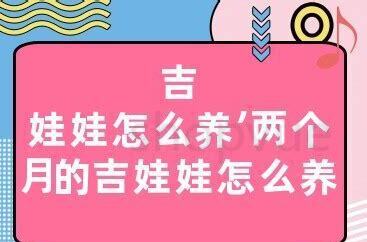 两个月的吉娃娃怎么养活