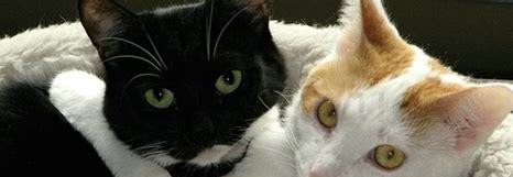 猫养不熟的表现,猫养不熟是真的吗