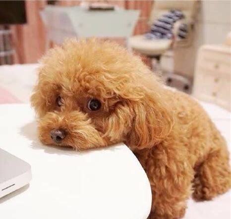 泰迪一个半月怎么养胖