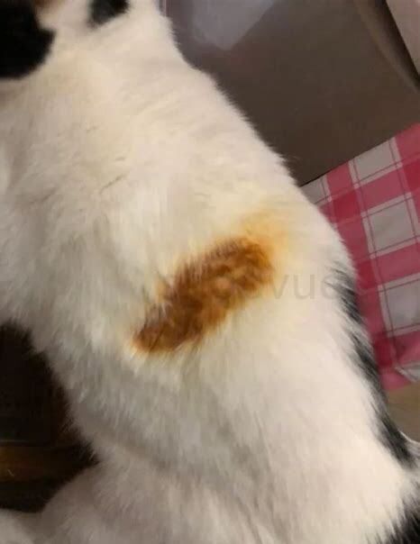 猫烤火把毛烤焦了怎么办,猫烤火把毛烤焦了要剪了吗
