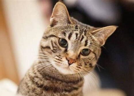 狸花猫特征和性格,狸花猫的优点与缺点