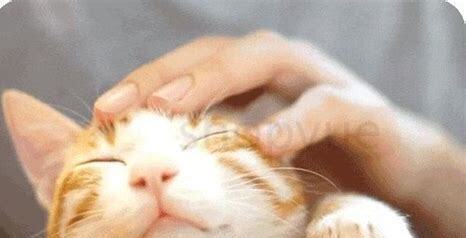 小猫呼吸声轰隆轰隆的,幼猫喉咙一直咕噜咕噜像卡痰