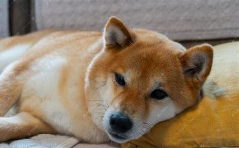一个月柴犬怎么养比较好