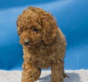 泰迪犬三个月怎么养