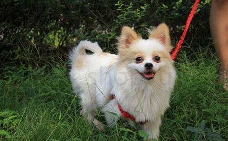 博美犬应该怎么养好