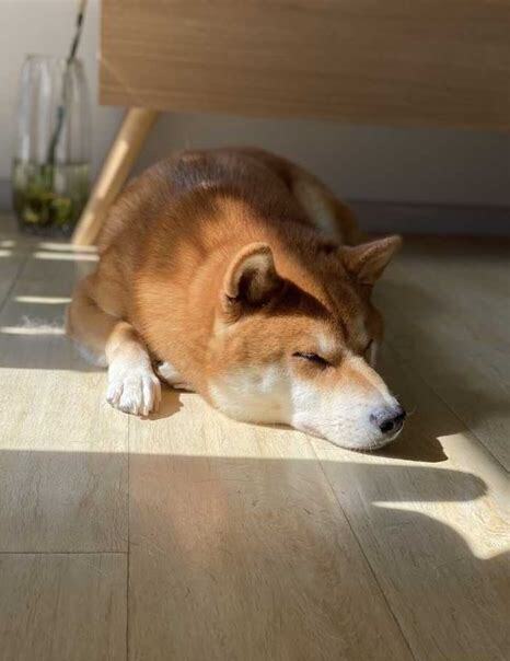 三个月马犬怎么养