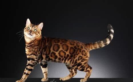 宠物豹猫怎么养的