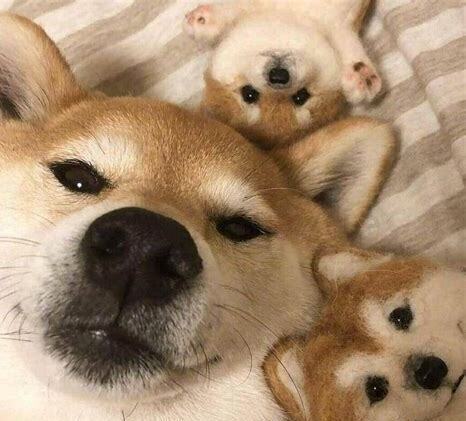 3个月小狗怎么养活