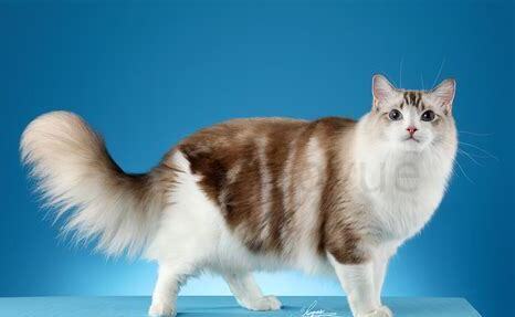 布偶猫的猫粮的选择，布偶2至6月幼猫喂养方法