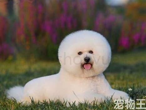 1个月的比熊怎么养