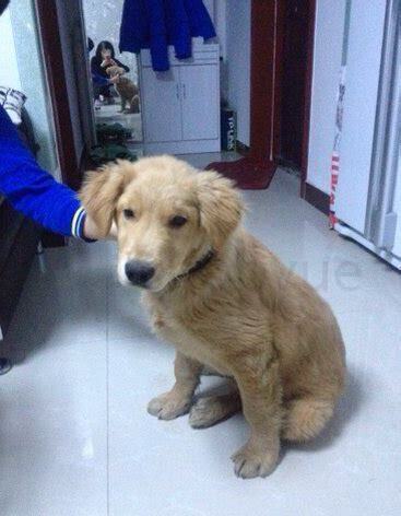 两个月金毛犬怎么养 两个月金毛犬怎么养