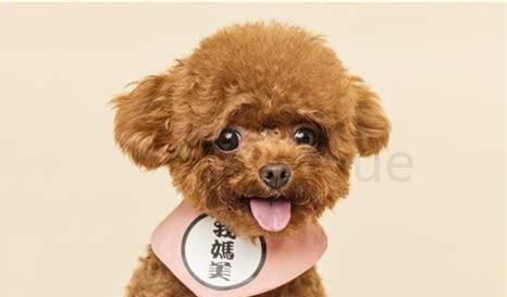 一个月小泰迪怎么养活 一个月小泰迪怎么养活